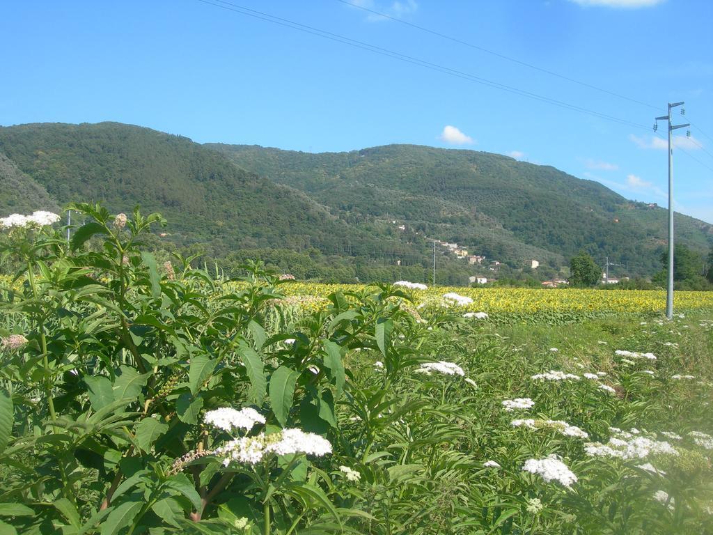 La Rondine Appartement Lucca Buitenkant foto